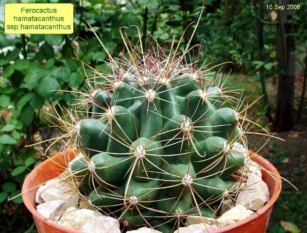 Ferocactus _hamatacanthus _ssp.hamatacanthus (yellow spined form) 06